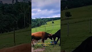 Um Dia na roça e se vê tudo isso 👍😀#shorts #fazenda #roça #animals #sitio #agro #saopaulo #cavalo