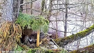 Male Eagle Owl Delivers Prey 🦉 03/27/23 19:19