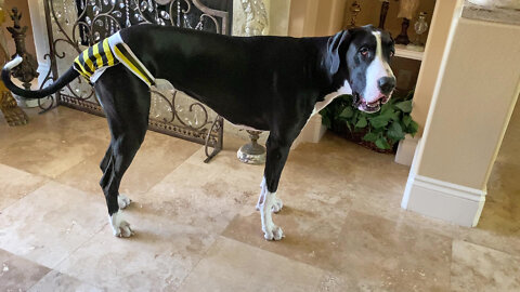Funny Great Dane Shows Off Her Bumble Bee Heat Panties To The Cat