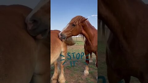 STOP 🛑 biting me! #shorts #shortvideo #horse
