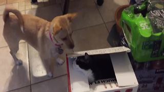 A Dog And A Cat Play Peek A Boo