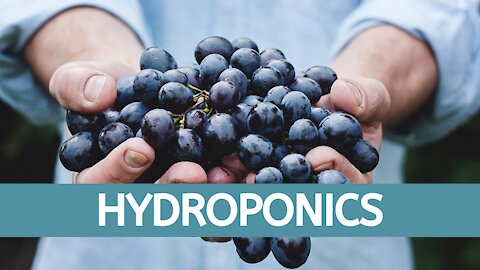 Hydroponic's Beginner System