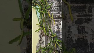 Find the huge Lizard. Dragon fruit Brumuda #gardening #dragonfruit