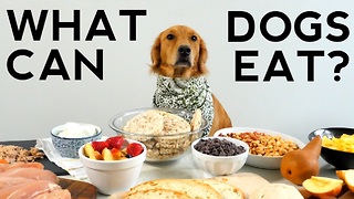 What can dogs eat?