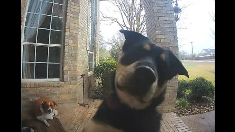 Family Dogs Learn to Use Ring Video Doorbell to Get Owneŕs Attention RingTv