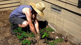 Planting Corn and Tomatoes in a Unique way!