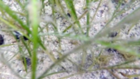 Environmentalists work to replenish dying seagrass