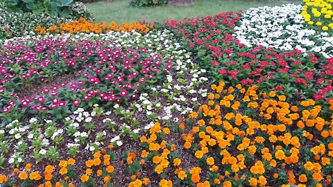 Flower bed in a well-organized building