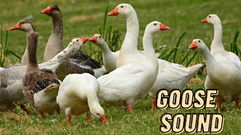 White Goose Sound Loud Video By Kingdom Of Awais