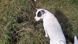 Pitbulls are part Gophers