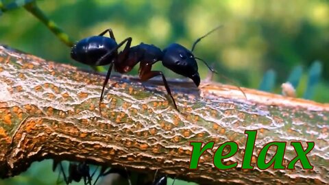 Ants & Relax music - for relaxation, soothing the soul, meditation