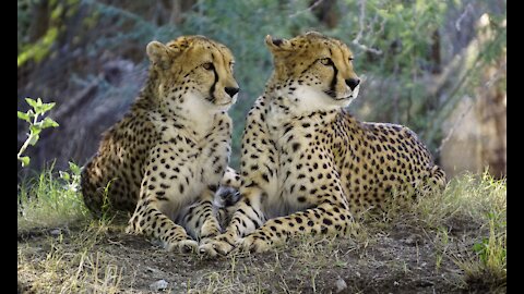 Cheetah || cheetah feline couple mammal animal nature || animals || Zoo animals || #animals