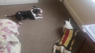 Bull terrier tries to initiate play time by spinning in circles