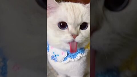 How many times did the cat spit out it's tongue? Try not to laugh - funny cats #shorts