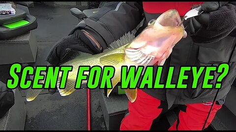 Does Scent Actually Work For Walleye Fishing?