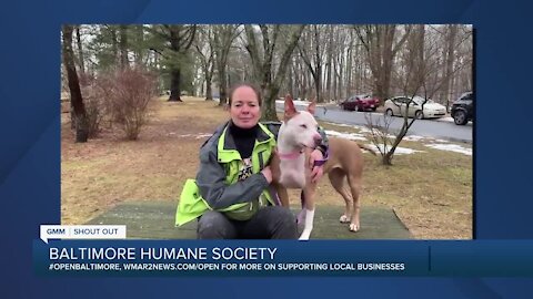 Luna the dog is looking for a new home at the Baltimore Humane Society