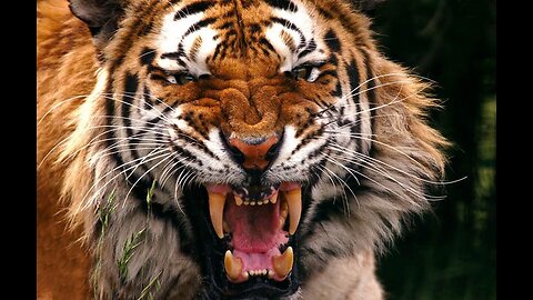 The sound of a scary tiger and attack😲