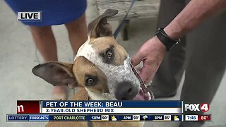 Pet of the week: Beau, 3-year-old shepherd-mix