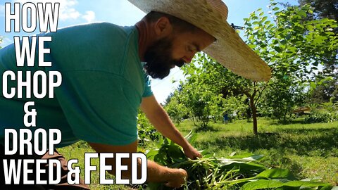 How We Chop & Drop/ Weed & Feed/ Function Stacking Organically