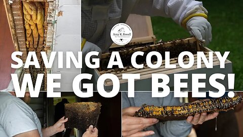 Saving a Bee Colony | WE GOT BEES!