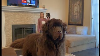 Watch out! Huge Newfoundland wants to plays catch with family