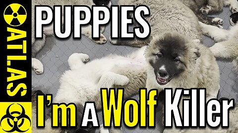 WOLF KILLER - World's Largest Dog Has Cute Puppies!