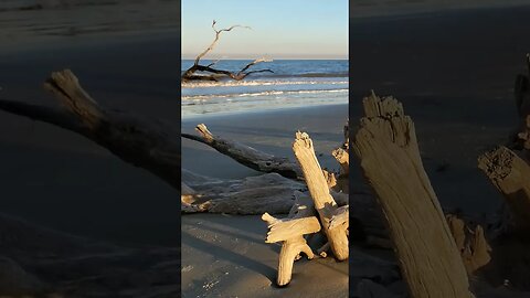 #Driftwood #Beach 🌊 in the #goldenhour 🌅 31 #shorts