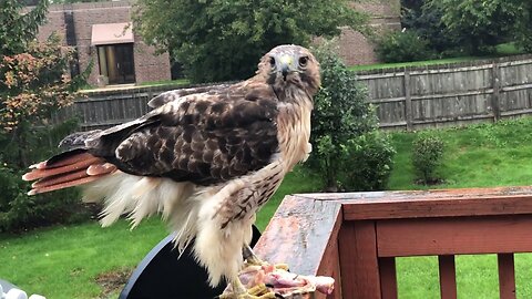 Feeding a Wild Red Tailed Hawk a Raw Chicken Leg