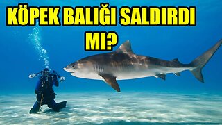 Su Altında Hiç Köpek Balığı Saldırdı Mı? | Sıtkı Can Bayar yorumluyor