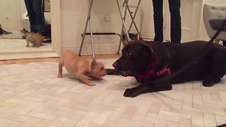 Adorable French Bulldog And Chocolate Labrador Become Instant Friends