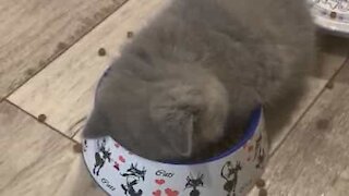 Kitten falls asleep face first in food bowl