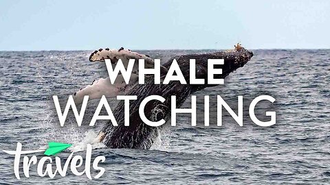 Top 10 Whale Watching Spots in the US (2019) | MojoTravels