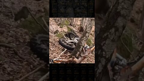 Dirt bike scares off bear