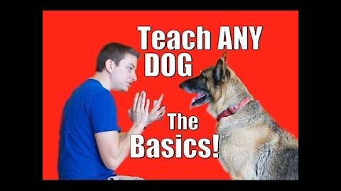 how to train a dog to attack on command 2021