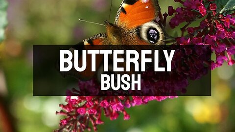 Butterfly Bush: Perennial Flowers for the Full Sun (Best Plant for a Pollinator Garden)