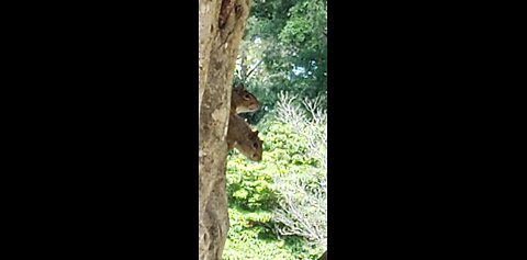 squirrel biting 5g streetlight