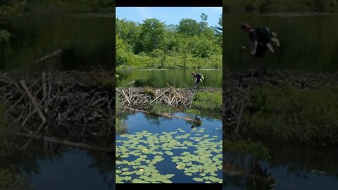 Crossing A Beaver Dam On The Ganaraska Trail In The QEW #short #shortvideo #shortsvideo #shorts