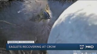 Eaglets recovering at CROW