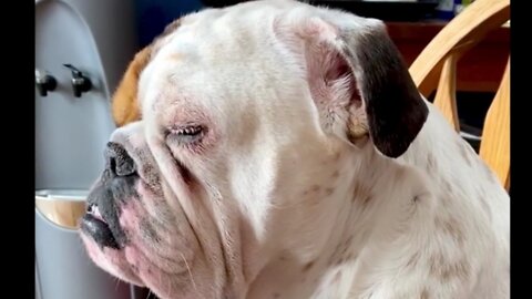 Bulldog adorably struggles to stay awake in kitchen chair