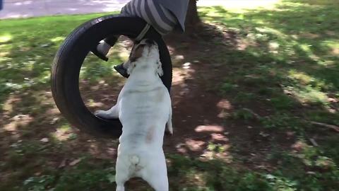 Adorable Bulldog Enjoys Swing Ride