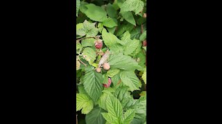 Grasshopper in the Raspberries Bush