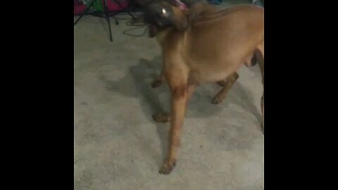 Doberman and ridgeback fighting