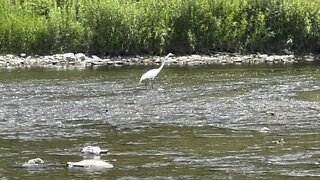 White Egret prancing around