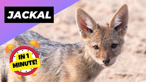 Jackal - In 1 Minute! 🦊 Meet Africa's Misunderstood Predator! | 1 Minute Animals