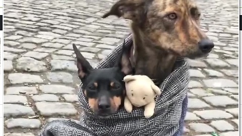 Dogs cuddle in front of majestic German castle