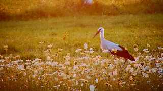 Just a stork