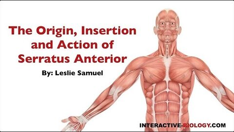 085 Origin, Insertion, and Action of Serratus Anterior
