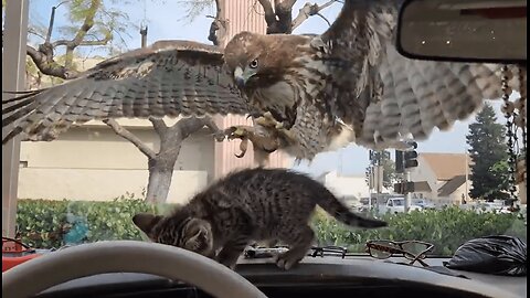 KITTEN ALMOST EATEN BY HAWK