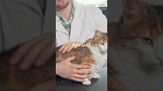 Vet Checkup: Your Cat's Annual Review!