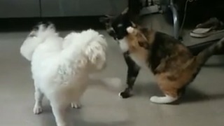 Dog desperate to play with uninterested cat